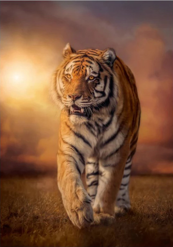 Пазл. Тигр, 1500 эл. (Clementoni) - фото2